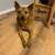 Rehoming family dog 2 thumbnail