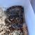 Young ball python 1 thumbnail