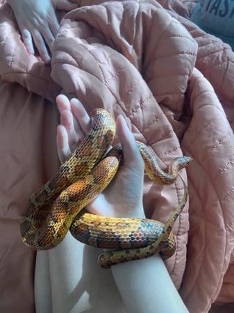 Serpiente de maíz de 4 años (Houston)63859315890433122