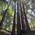 Furnished Small Room WiFi,45acre Redwood Retreat,Cat ok,flexible lease 16 thumbnail