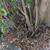 FREE Abelia x grandiflora bush 5 thumbnail