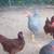 Rooster 4 thumbnail