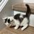 Calico mix kittens 3 thumbnail