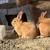 Bunnies for sale 3 thumbnail