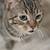 Sweet Spayed Cat&Special Needs son 6 thumbnail