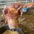 9 week old piglets 1 thumbnail