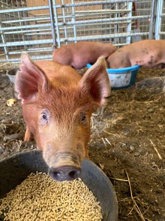 9 week old piglets 1