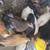 Chickens 2 thumbnail