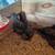 Silkies chickens 4 thumbnail