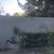STORAGE SHED WITH POWER 19.3'X 6' X 8' 2 thumbnail