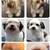 Firm Price! Brand New in a Box Cordless Pet Hair Clippers 2 thumbnail