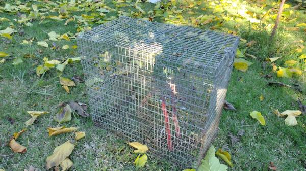 Metal Wire Cage / Outdoor Pet Pen - Includes Exercise Wheel (17" x 10" 1