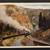 1917 Rocky Mountain Views on the Rio Grande Railroad 2 thumbnail