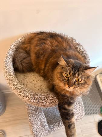 Long hair young cat 1