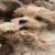 Maltipoo PuppyBliss 1 thumbnail