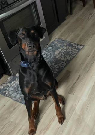 Male doberman 1