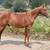 2025 Sorrel Colt (Kickapoo) 2 thumbnail