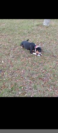 Rehoming our beloved Coco (Marion Oaks)63687883350913123