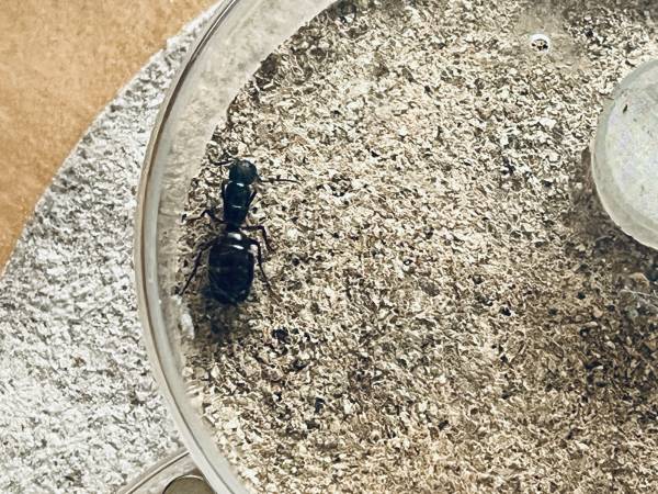 Giant California Carpenter Ant - Camponotus CA-02 1