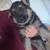German shepherd pup 1 thumbnail