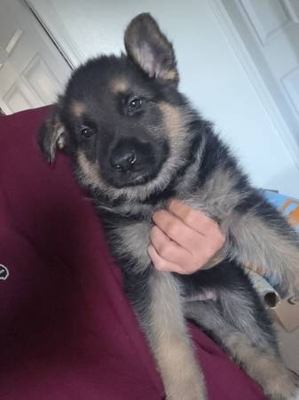 German shepherd pup 1