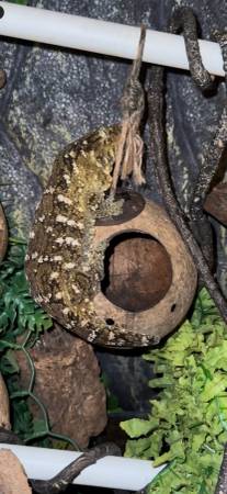 Leachianus Gecko63670841080449121
