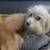 Pom-Terri. Pomeranian 1 thumbnail