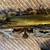 Martin Indiana Alto Saxophone. Vintage 1955 7 thumbnail