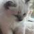 Kittens for sale 3 thumbnail