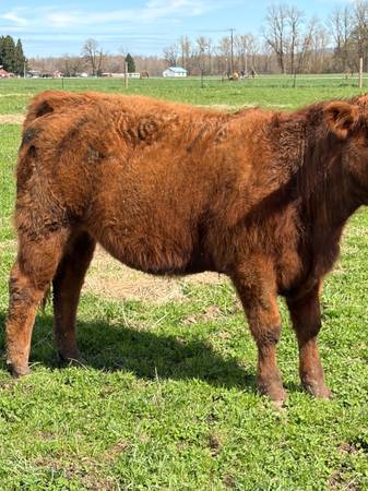 Grass fed beef 1