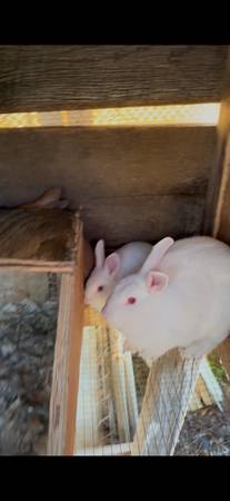 Meat Rabbits for sale 1