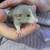 Baby Rats to be rehomed 5 thumbnail