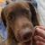 *** 1 1/2Yr Old Chocolate Lab*** 2 thumbnail