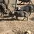 pigs, piglets, lifestock 2 thumbnail
