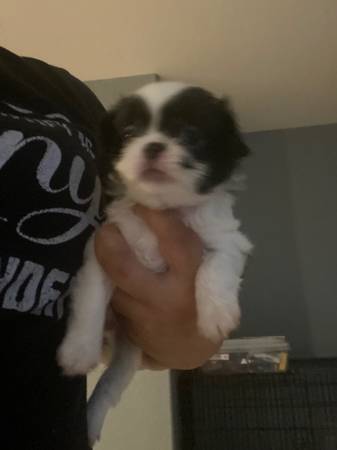 Japanese chin pups (Las Vegas)63860183871107122