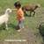 Katahdin sheep 2 thumbnail