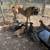 AKC / ICCF Cane Corso 1 thumbnail