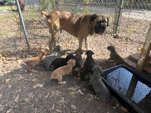AKC / ICCF Cane Corso 1