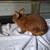 Thrianta Rabbits 5 thumbnail