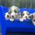 Mini australian shepherd 2 thumbnail