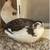 Quails 5 thumbnail