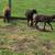 Sheep Shetland Lambs 3 thumbnail