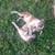 Puppiee 1 thumbnail