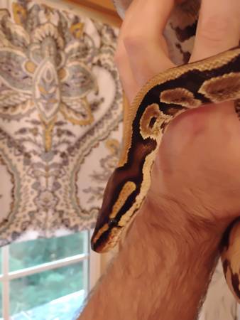 Ball Python looking for new home63922482008834121