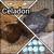 Celadon Coturnix Quail 1 thumbnail
