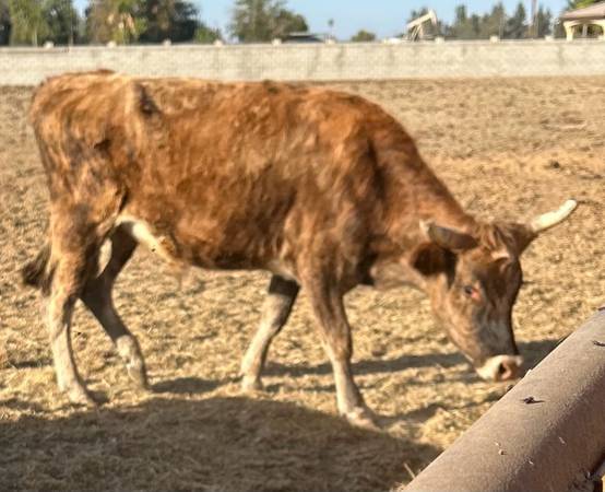 Longhorn/ corriente cattle 1