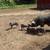 Berkshire piglets 5 thumbnail
