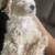 3 month puppy 1 thumbnail