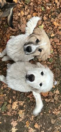 Great Pyraneese/newfoundland brothers rehoming… 1