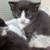 Kittens 3 thumbnail